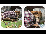 Every Day Shirt for Dogs & Cats