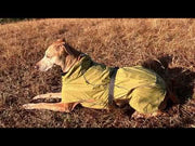 pet raincoat