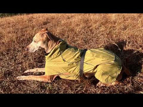 pet raincoat