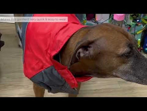 video of dog raincoat