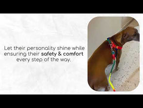 A+a Pets' Step-in Harness & Leash Set for Cats & Small Dogs Rainbow Colours