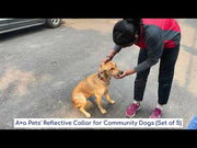 video of women putting collar on street dog neck