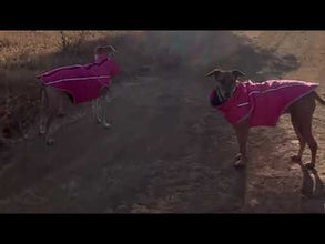waterproof jacket for dog video