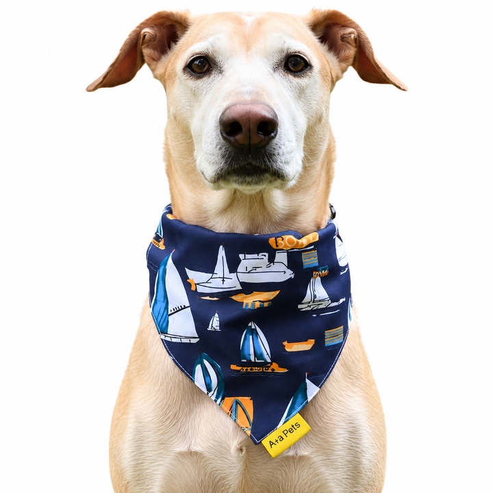 Dog wearing Boat Collection scarf collar, Navy design