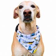 Dog wearing Boat Collection scarf collar, White design