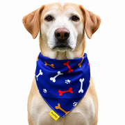 Dog wearing Bones Collection scarf collar, Blue design