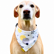 Dog wearing Cute Collection scarf collar, Silver design