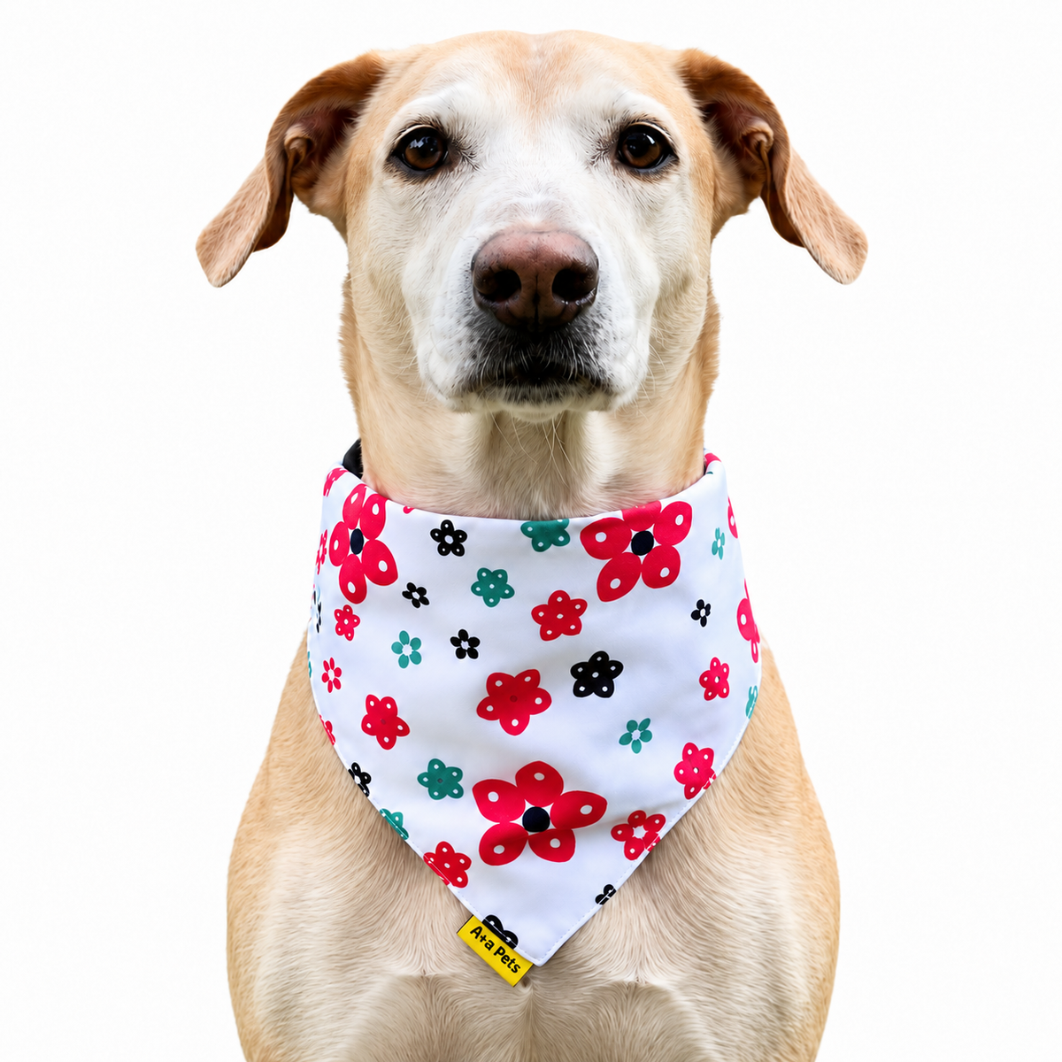 Dog wearing Cute Collection scarf collar, White design