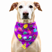 Dog wearing Fruit Collection scarf collar, Purple design
