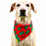 Dog wearing Fruit Collection scarf collar, Red design