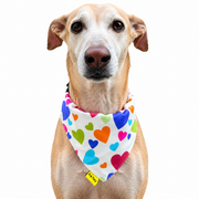 Dog wearing Heart Collection scarf collar, Yellow design
