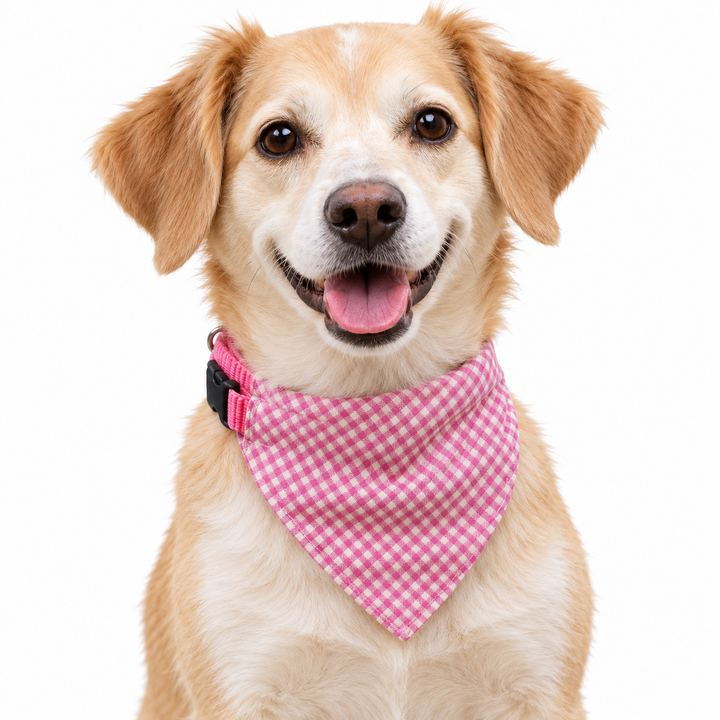 Dog wearing Gingham Collection scarf collar, Pink design