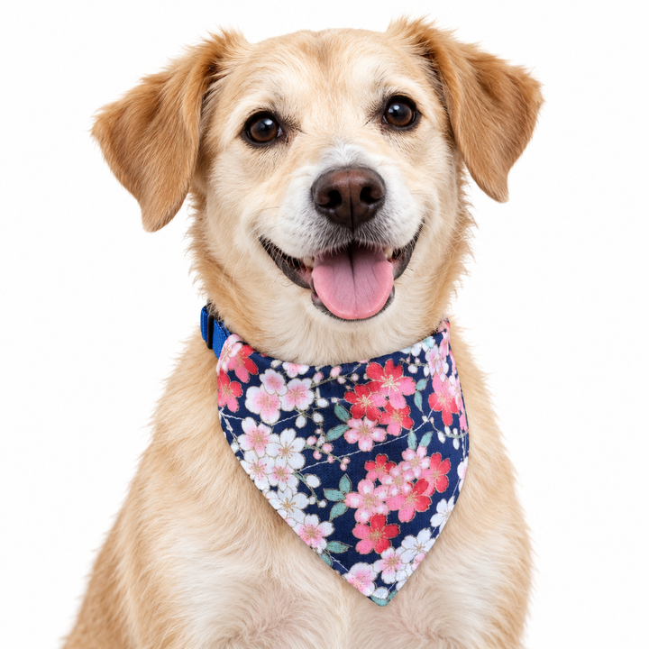 Dog wearing Petal Collection scarf collar, Blue design