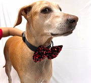 Sequins Bow & Collar for Dogs