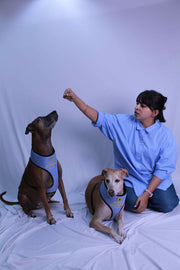 A+a Pets' Pataka' Harness and Leash Combo Set - www.aplusapets.com