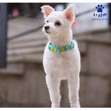 A+A Pets' Pirate Design Collar For Dogs and Cats - Green - www.aplusapets.com